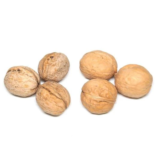 product-528-528 product-528-528